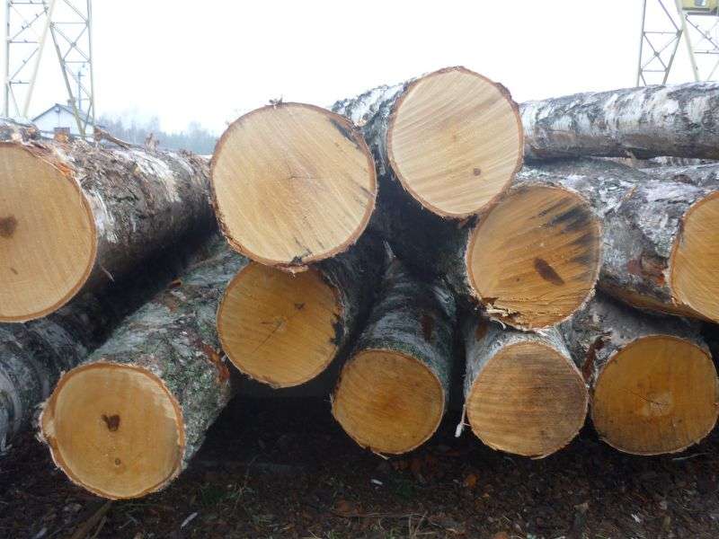 Brzoza i Olcha kłoda lub W0