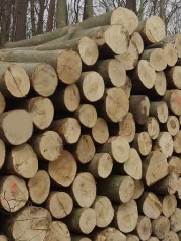 DREWNO BUKOWE OKRĄGŁE W KŁODACH 300 M3